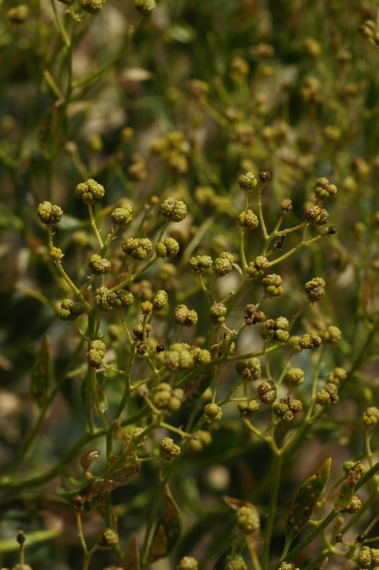 Image of Haplophyllum perforatum specimen.