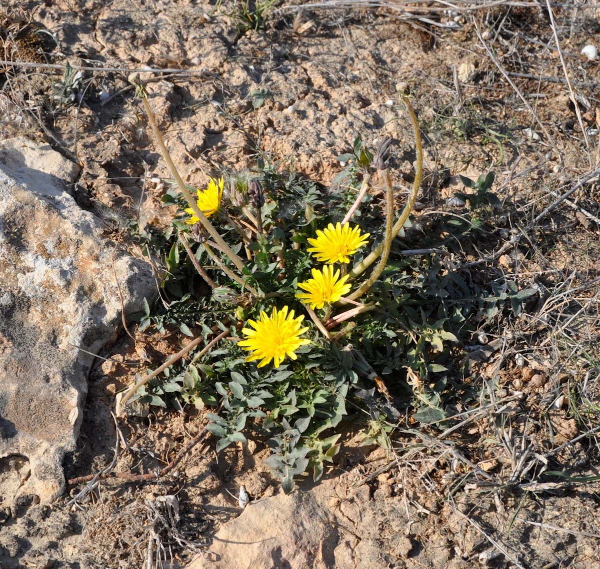 Изображение особи Taraxacum hellenicum.