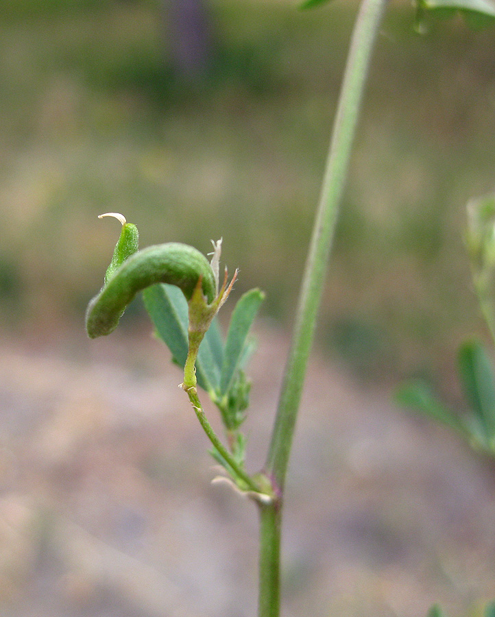 Изображение особи Medicago &times; varia.