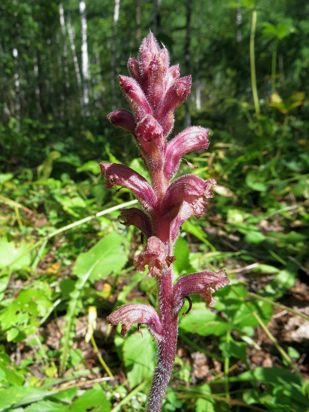 Image of Orobanche bartlingii specimen.