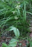 Epipactis helleborine