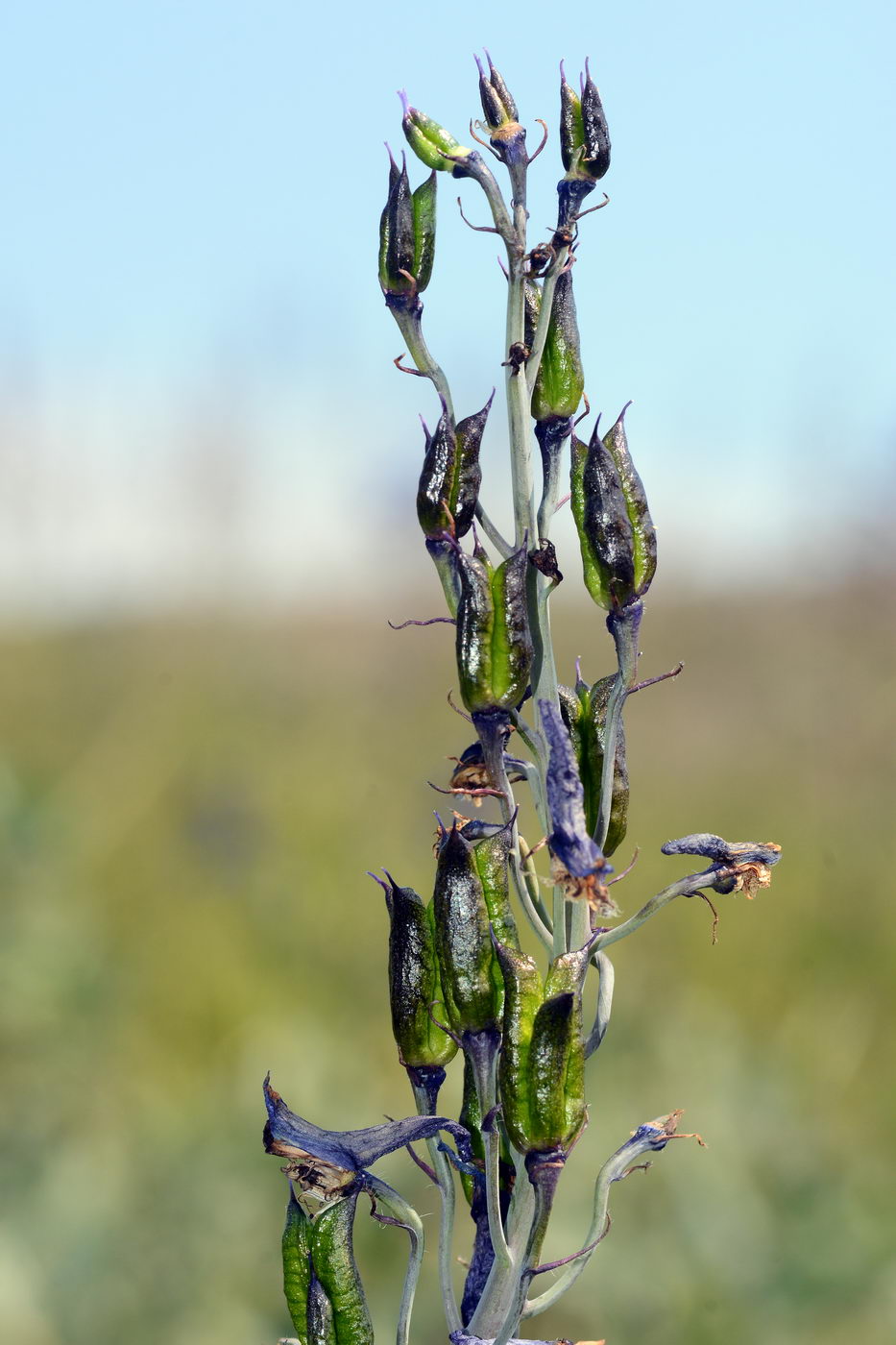 Изображение особи Delphinium elatum.