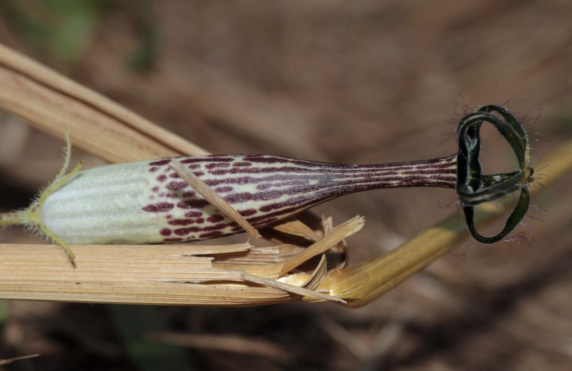 Image of Ceropegia meyeri specimen.