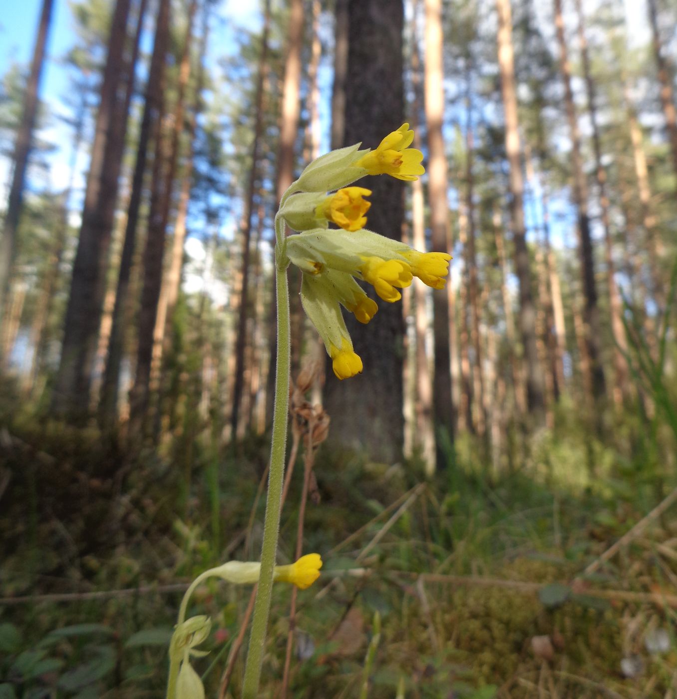 Image of Primula veris specimen.