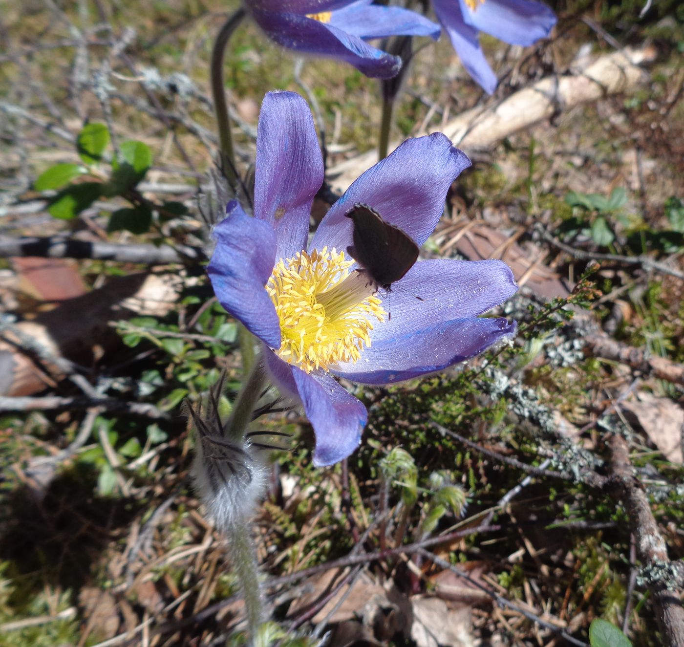 Image of Pulsatilla patens specimen.