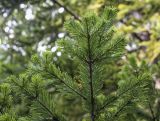 Abies gracilis. Верхушка веточки (вид с абаксиальной стороны). Санкт-Петербург, Ботанический сад БИН РАН, дендрарий. 10.09.2020.