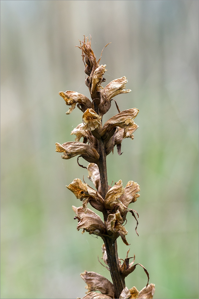 Image of Orobanche pallidiflora specimen.