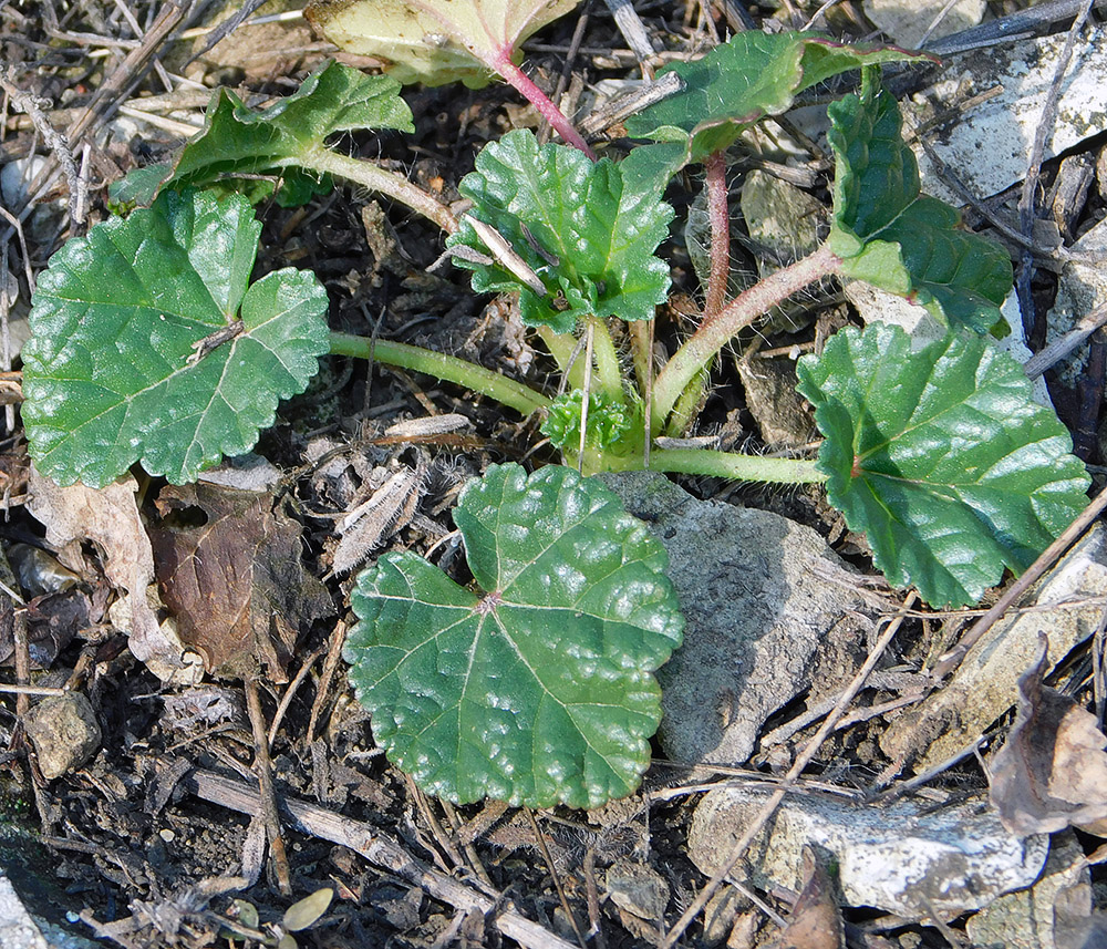 Image of Malva setigera specimen.