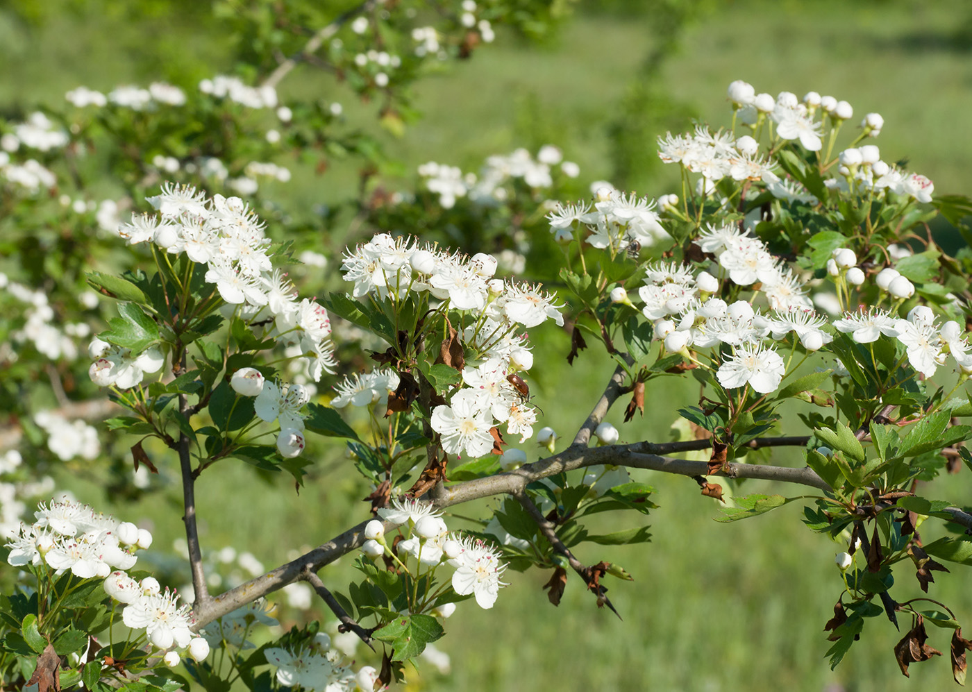 Image of Crataegus rhipidophylla specimen.