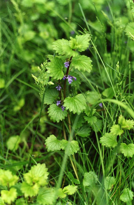 Image of Glechoma hederacea specimen.