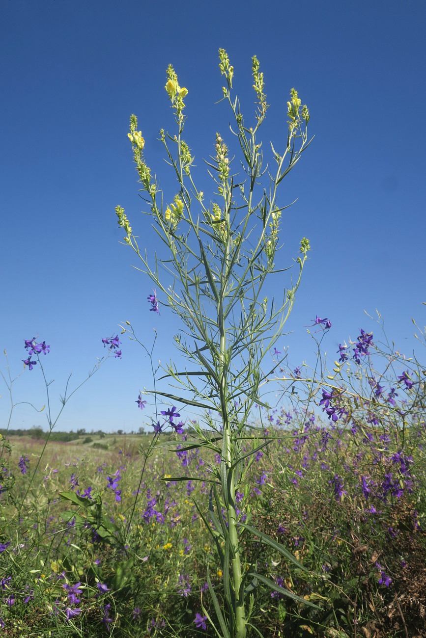 Изображение особи Linaria maeotica.