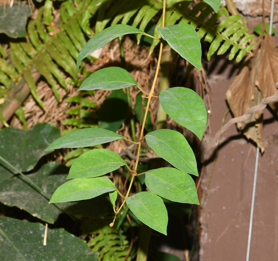 Image of Gmelina philippensis specimen.