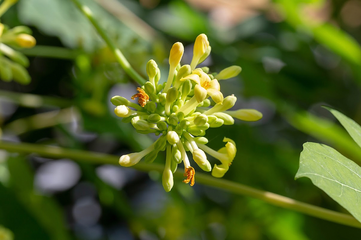 Image of Carica papaya specimen.