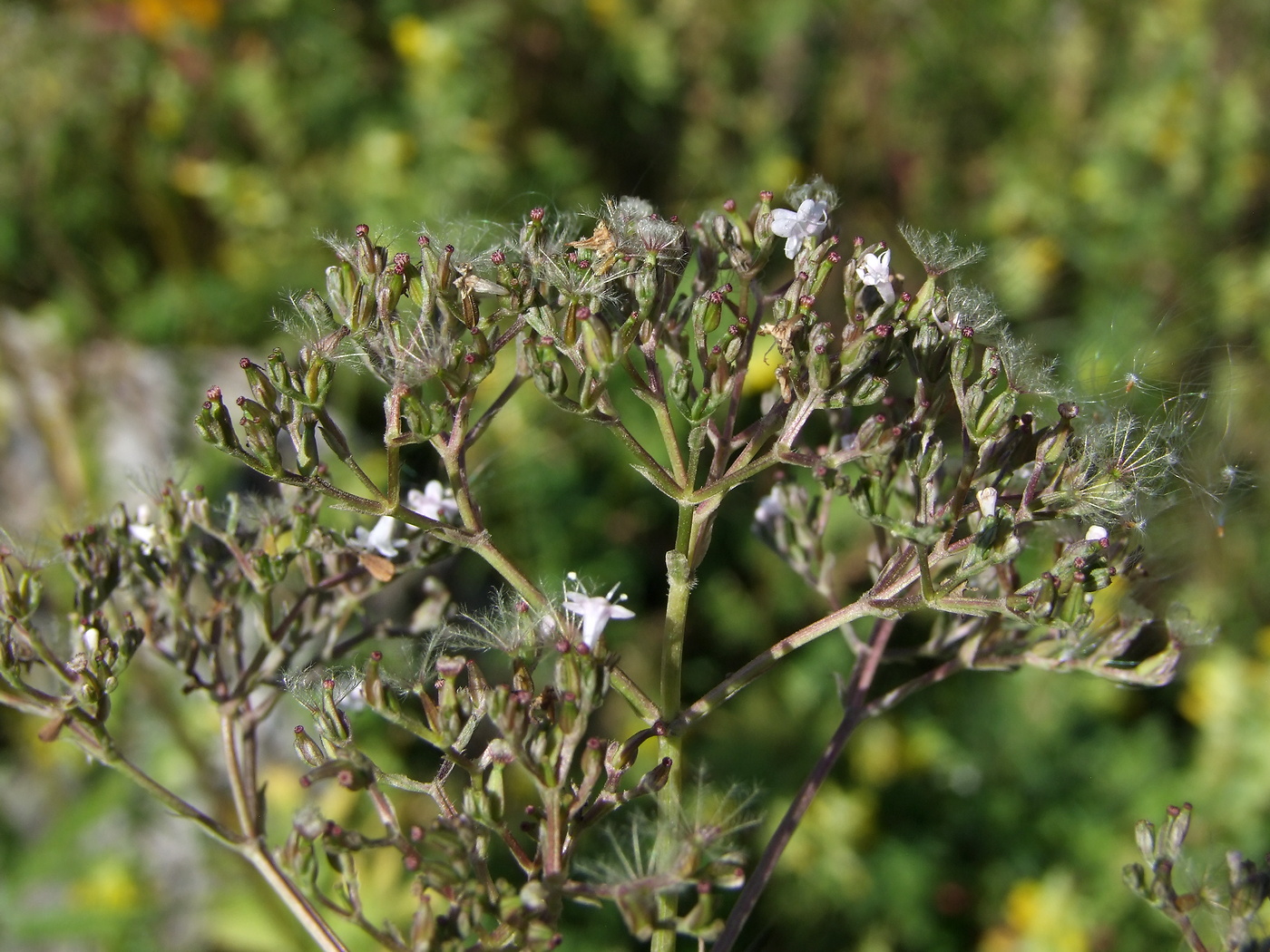 Изображение особи Valeriana transjenisensis.