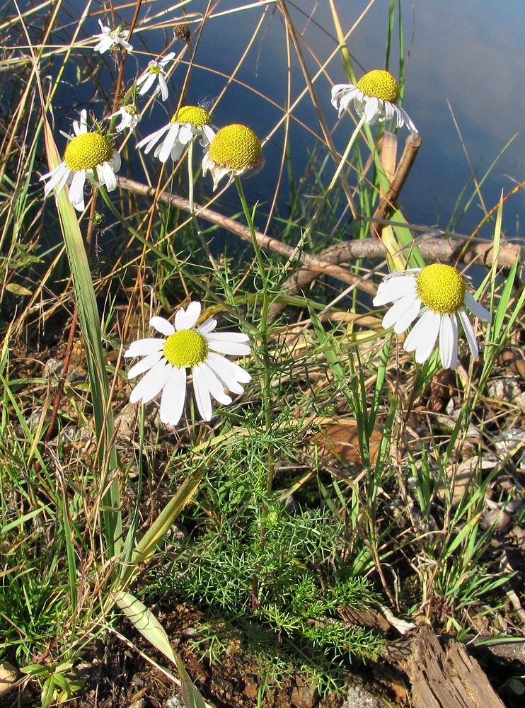 Изображение особи Tripleurospermum inodorum.