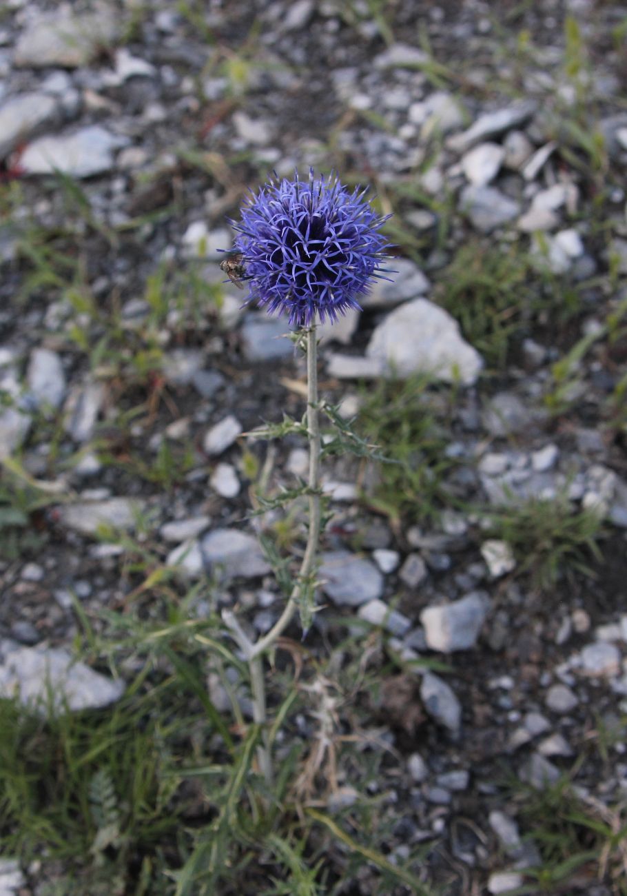 Image of Echinops sibiricus specimen.