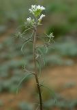 Erysimum leucanthemum. Цветущее растение. Калмыкия, Черноземельский район. 24.04.2010.