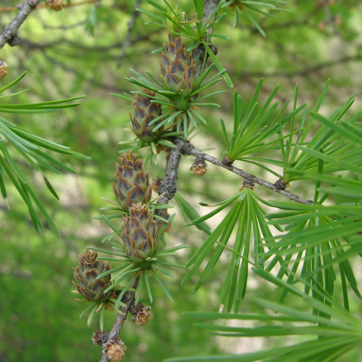 Image of Larix cajanderi specimen.