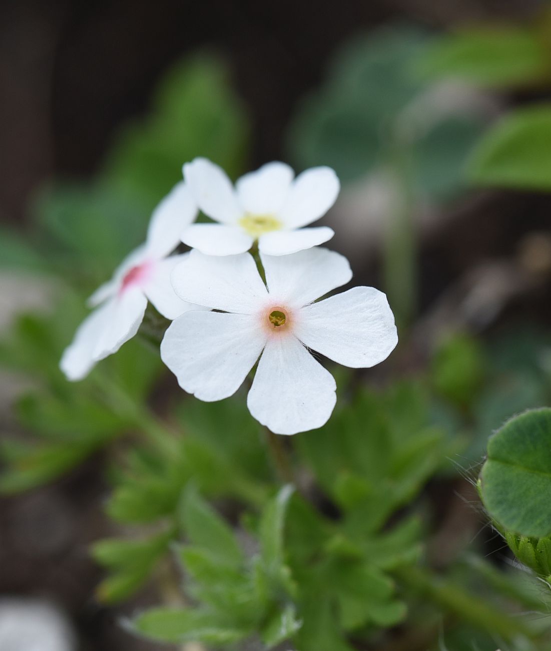 Image of Androsace barbulata specimen.