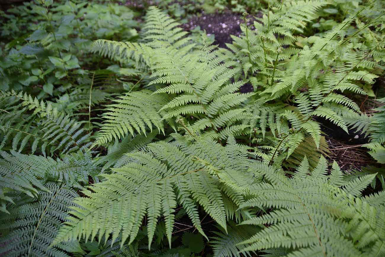 Изображение особи Athyrium filix-femina.