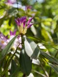 Rhododendron ponticum