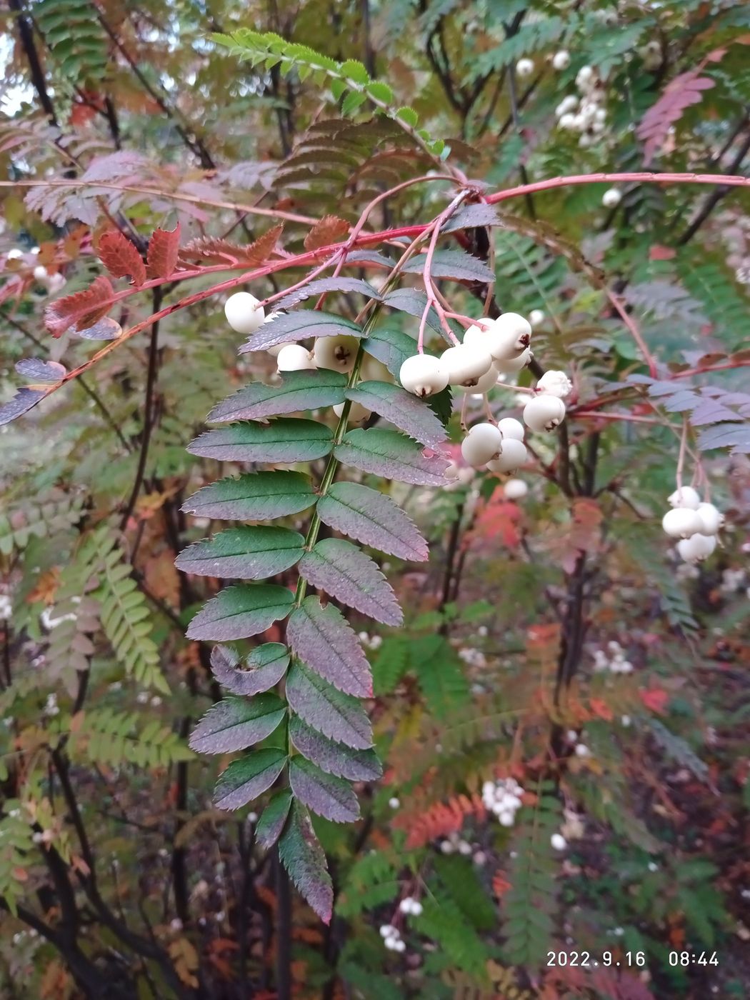 Image of Sorbus cashmiriana specimen.