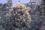 genus Lithocarpus. Цветущее растение. Непал, провинция Гандаки-Прадеш, р-н Каски, Покхара. 26.11.2017.