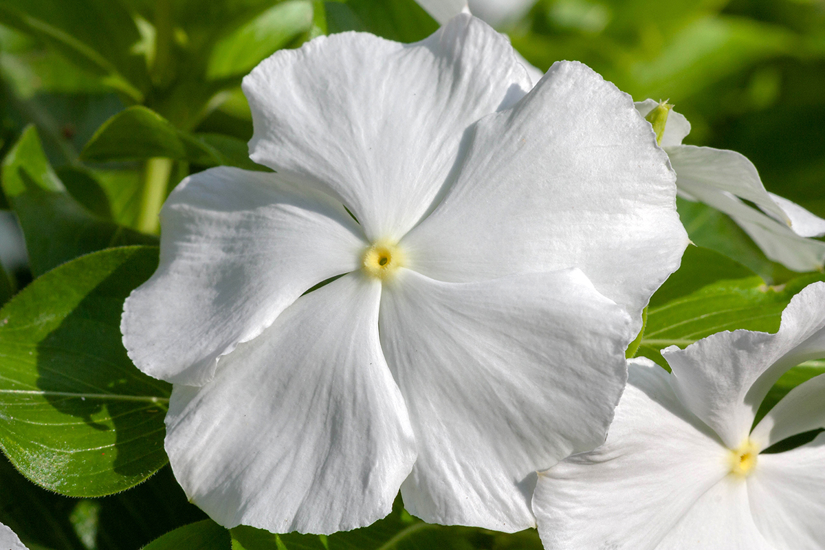 Изображение особи Catharanthus roseus.