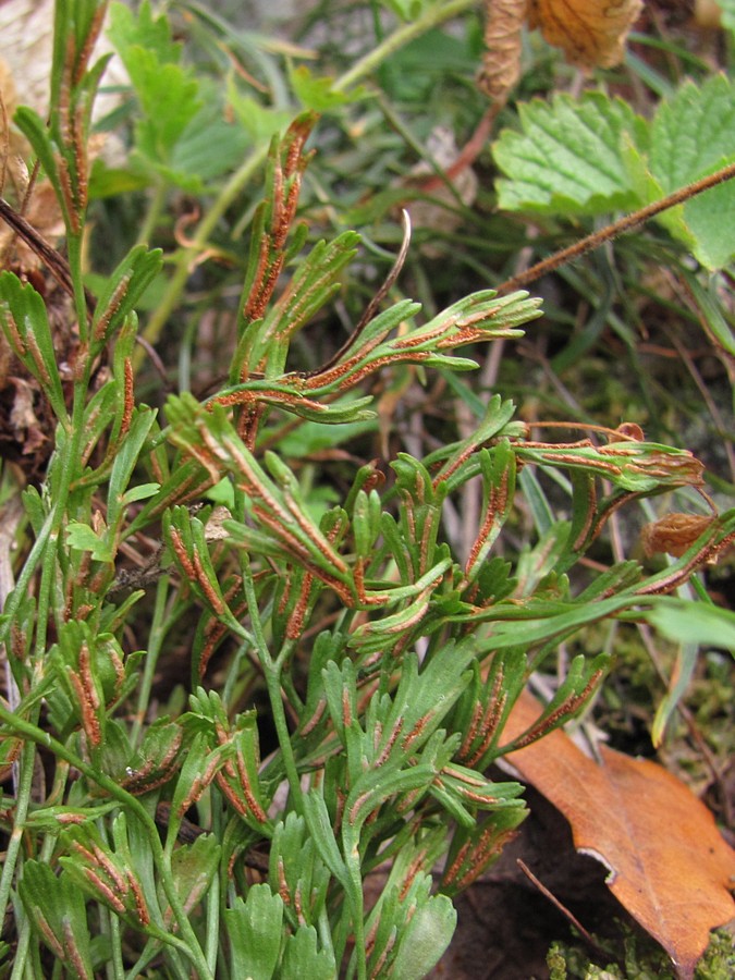 Image of Asplenium &times; alternifolium specimen.