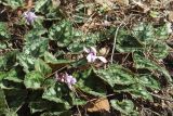 Cyclamen persicum. Цветущие растения в сосновом лесу. Турция, пров. Анталья, окр. пос. Текирова, Ликийская тропа. 01.01.2022.