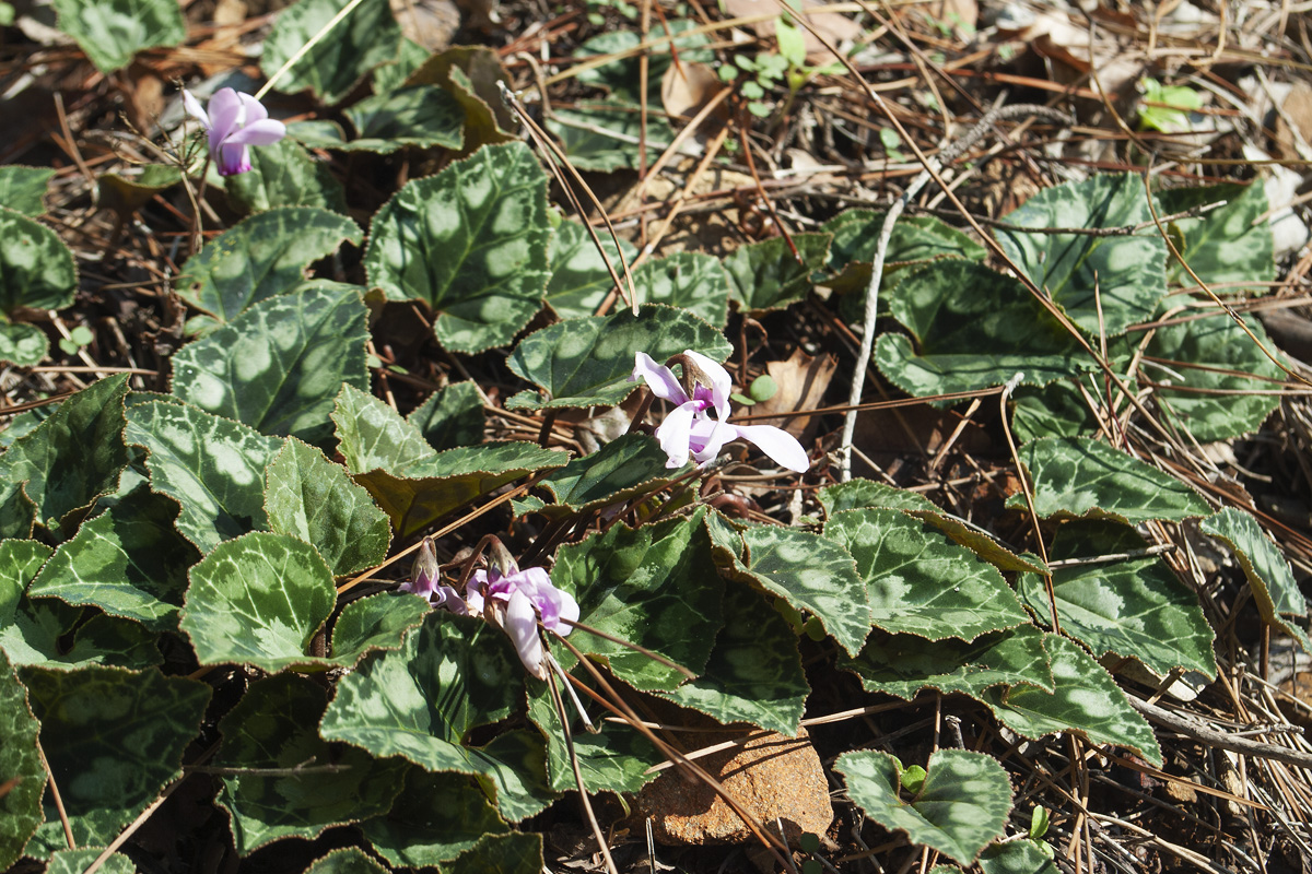 Image of Cyclamen persicum specimen.