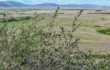 Cotoneaster melanocarpus. Ветви отцветающих и плодоносящих кустарников. Хакасия, Орджоникидзевский р-н, горная гряда Сундуки, обрывистый участок скалистого склона. 07.06.2022.