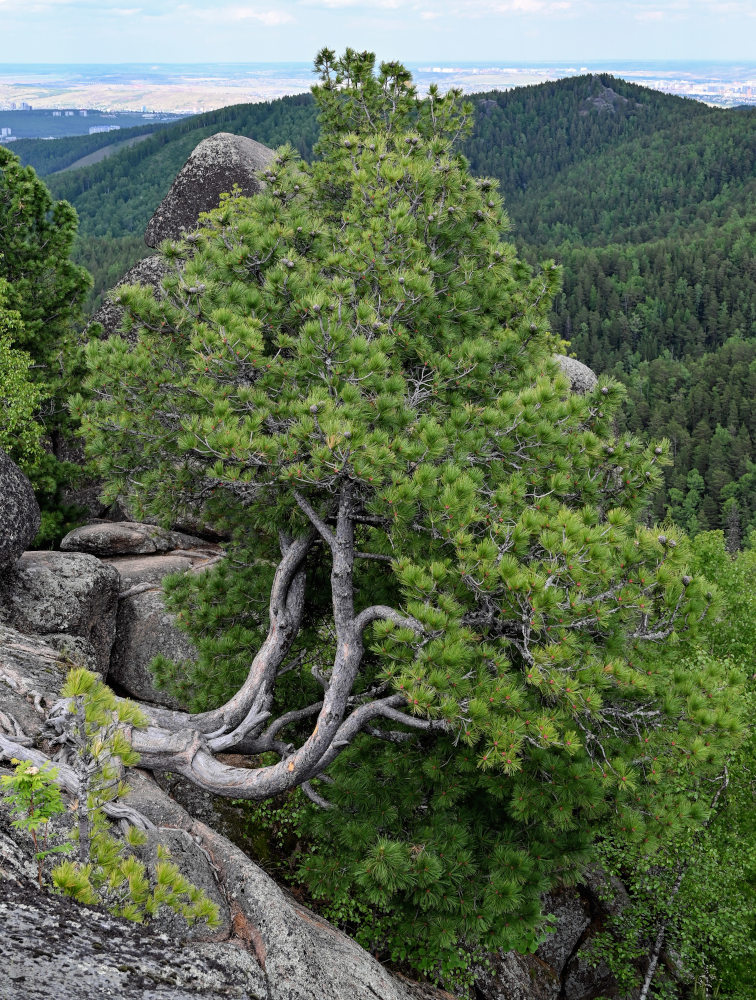 Изображение особи Pinus sibirica.