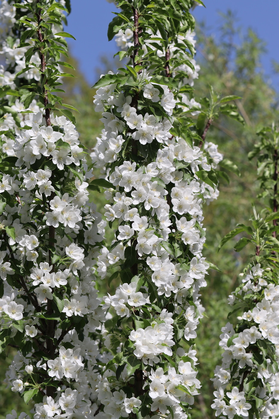 Изображение особи Malus baccata.