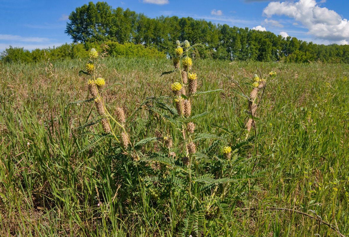 Изображение особи Astragalus alopecurus.