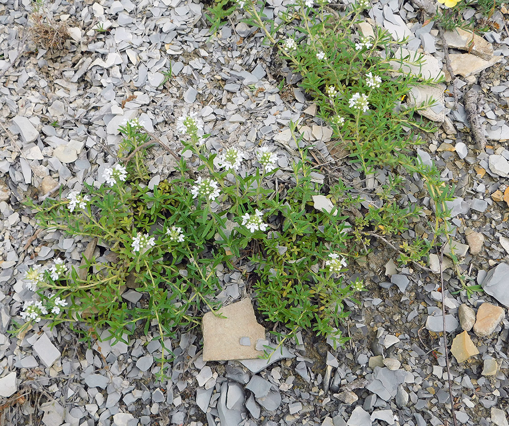 Image of Thymus elenevskyi specimen.