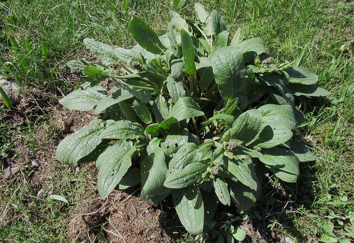 Image of Solenanthus circinnatus specimen.