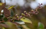 Vitex trifolia variety purpurea. Верхушка побега с незрелым соплодием. Египет, мухафаза Асуан, храмовый комплекс Абу-Симбел, в культуре. 04.05.2023.