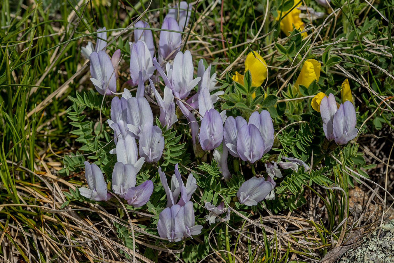 Image of Astragalus levieri specimen.