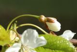 Cerasus avium. Раскрывающийся бутон. Санкт-Петербург, Дудергофские высоты, Театральная долина, суходольный луг у пруда. 12.05.2023.