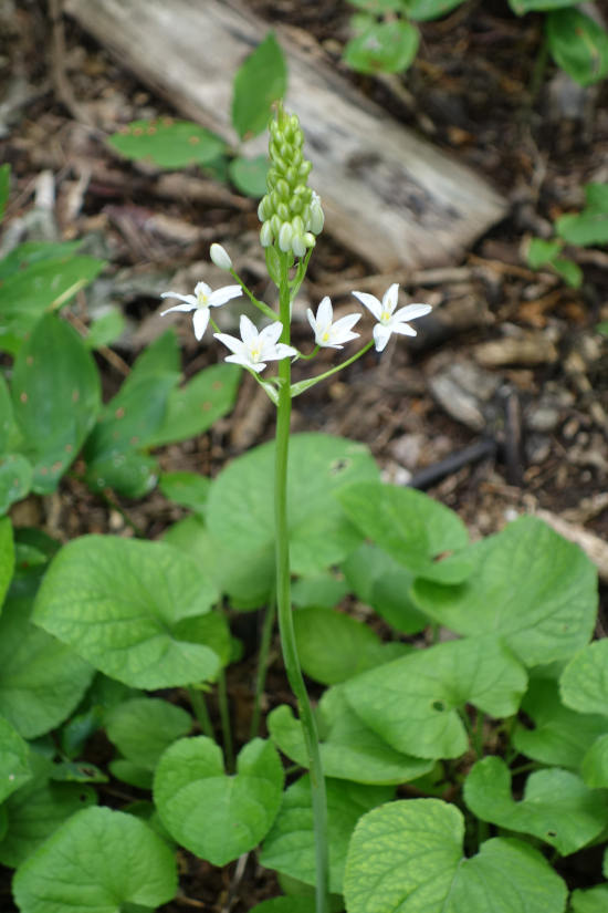 Image of Ornithogalum arcuatum specimen.