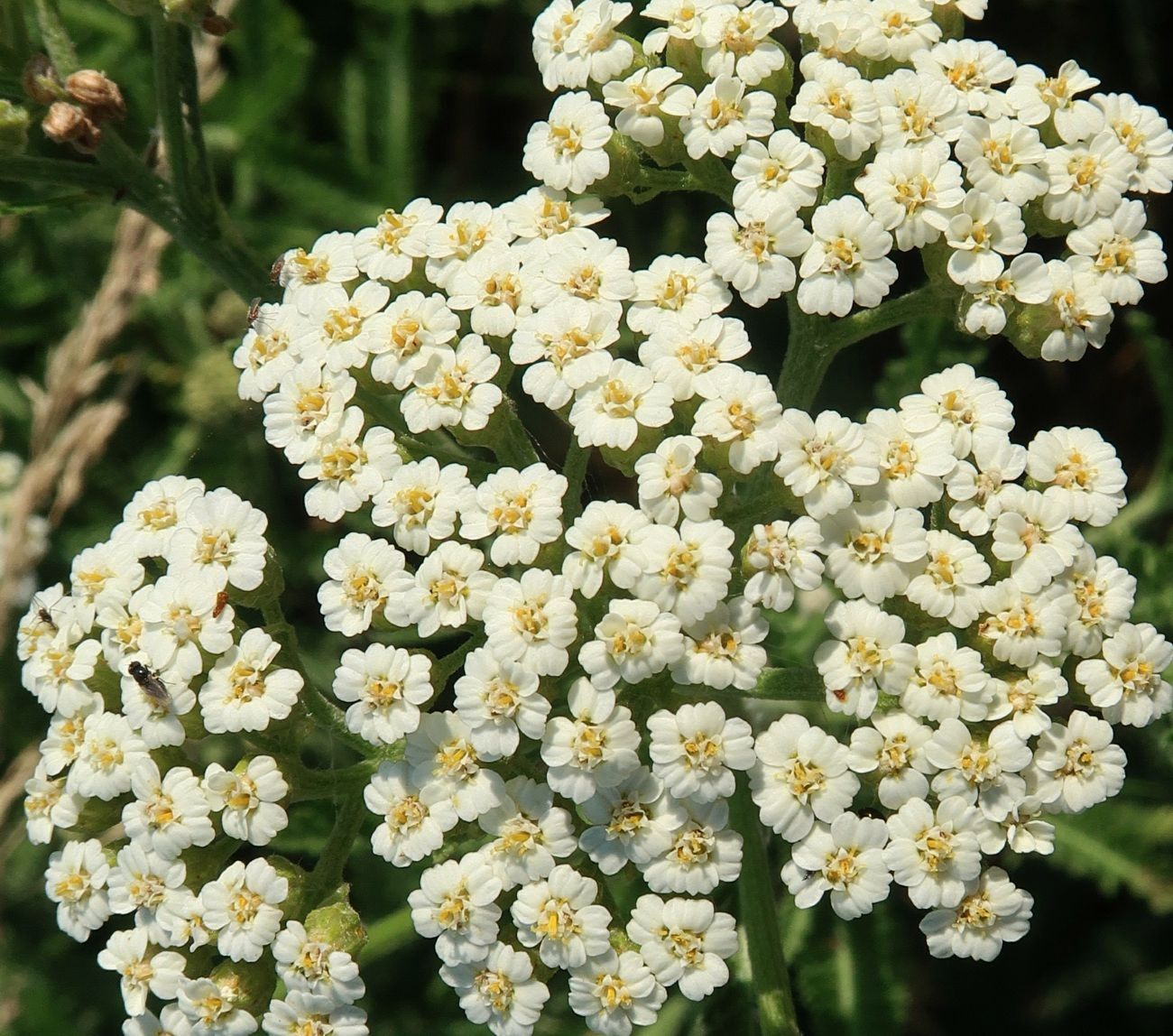 Image of Achillea millefolium specimen.