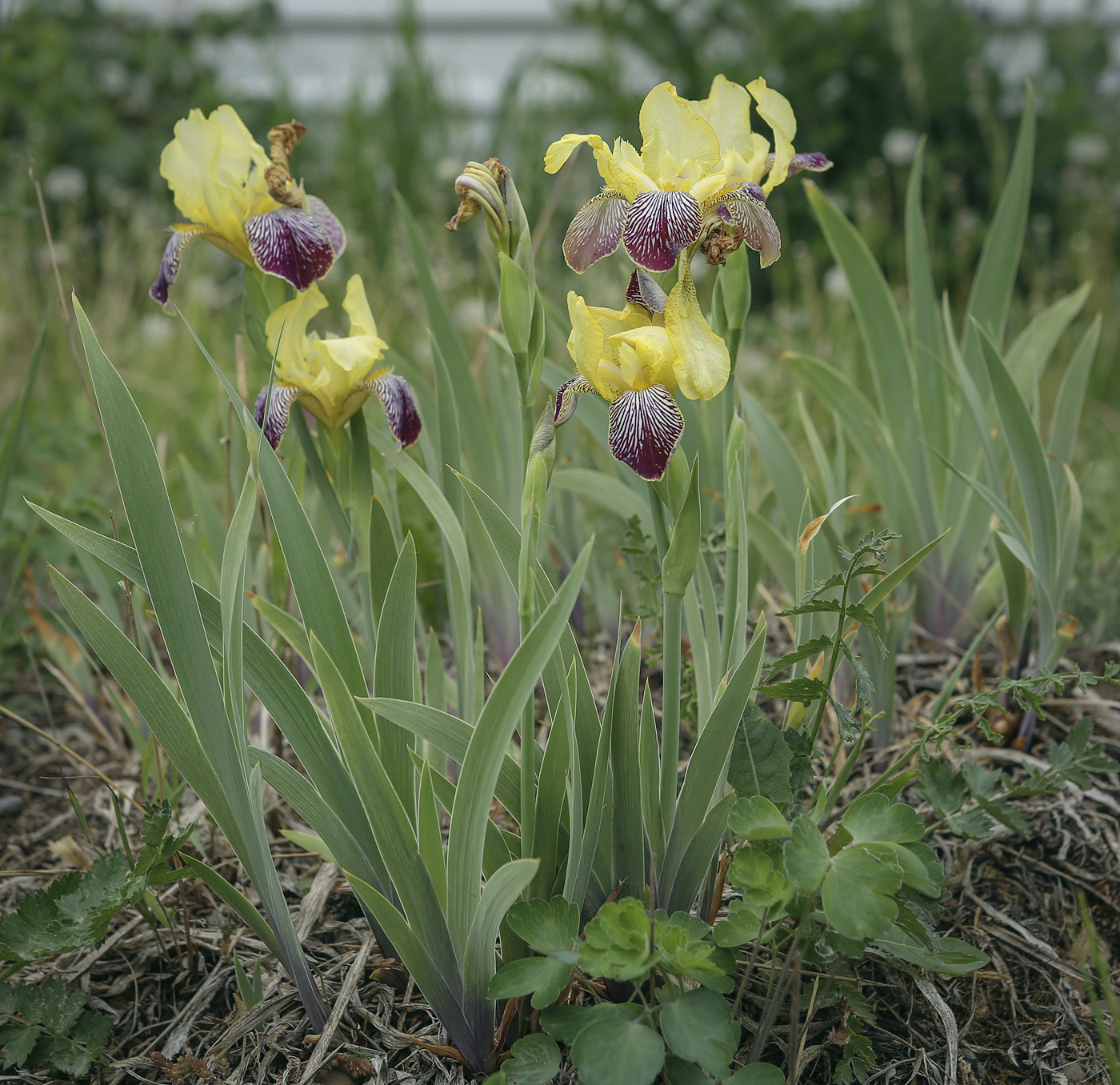 Изображение особи Iris &times; hybrida.