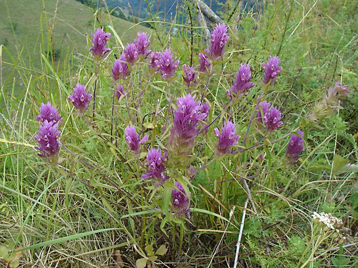 Image of Melampyrum arvense specimen.