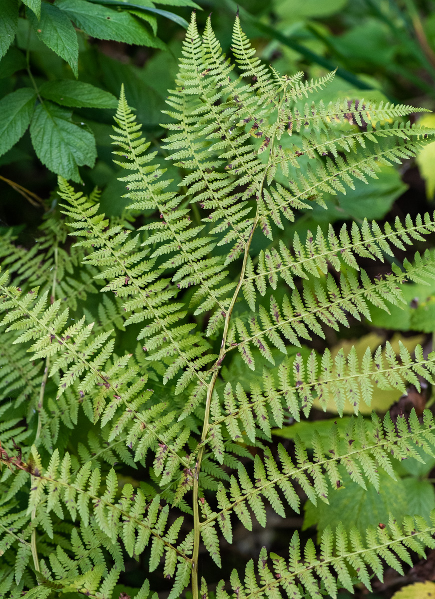 Изображение особи Athyrium monomachii.