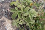 Potentilla brachypetala