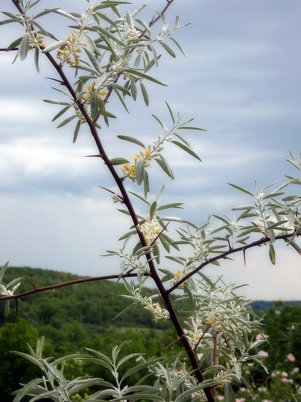 Изображение особи Elaeagnus angustifolia.