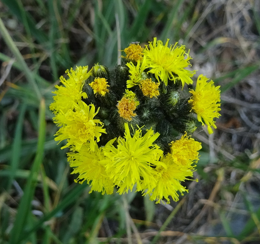 Image of genus Pilosella specimen.