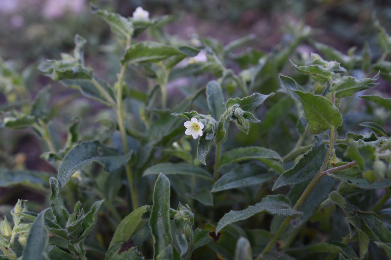 Image of Nonea lutea specimen.