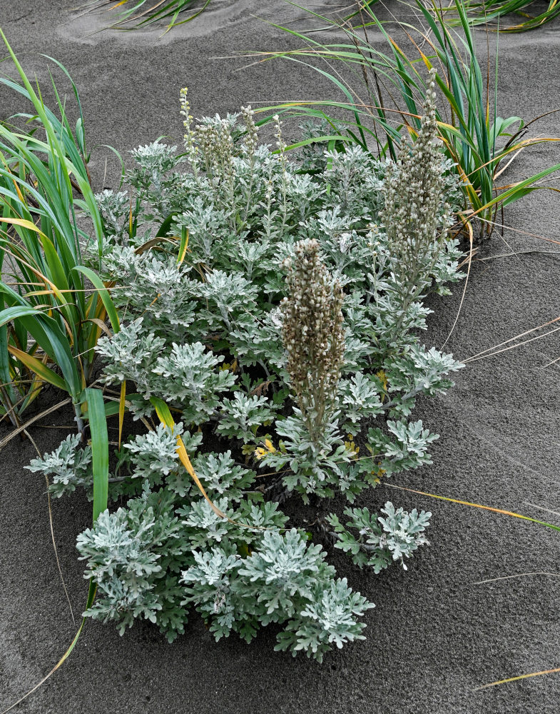 Изображение особи Artemisia stelleriana.